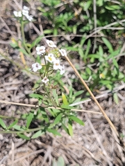 Lobularia maritima