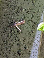 Anstenoptilia marmarodactyla