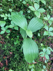 Cypripedium reginae