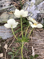 Anemonastrum sibiricum