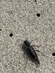 Xylotrechus sagittatus