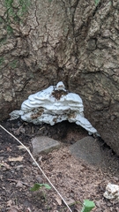 Rigidoporus populinus