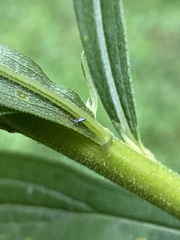 Lepidocyrtus paradoxus