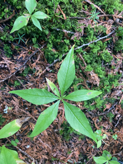Lysimachia borealis