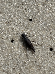 Xylotrechus sagittatus