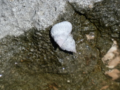 Cenchritis muricatus
