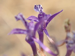 Trichostema laxum