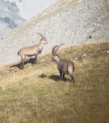 Capra ibex