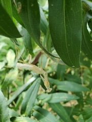 Stagmomantis carolina