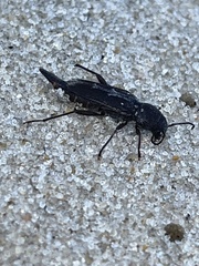 Xylotrechus sagittatus