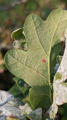 Neuroterus albipes
