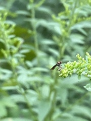 Holcocephala