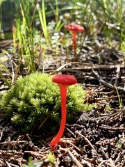 Hygrocybe cantharellus