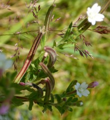 Epilobium palustre