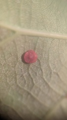Neuroterus albipes