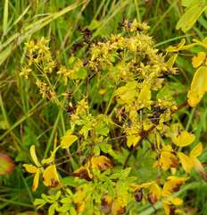 Thalictrum dasycarpum