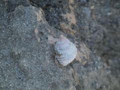 Cenchritis muricatus