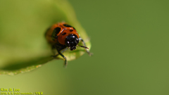 Physosmaragdina nigrifrons