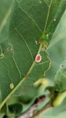 Neuroterus albipes