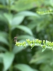 Holcocephala