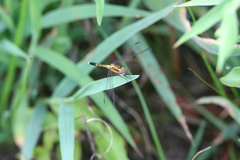 Erythrodiplax minuscula