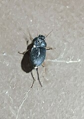 Harpalinae