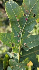 Neuroterus albipes
