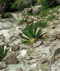Agave sisalana