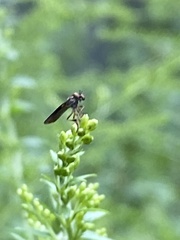 Holcocephala