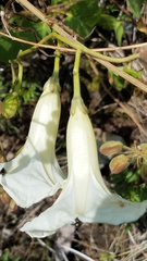 Ipomoea suaveolens
