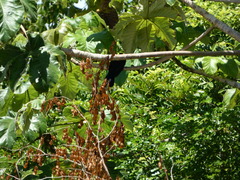Crotophaga ani