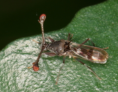 Diasemopsis obstans