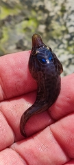 Lepadogaster lepadogaster