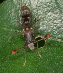 Diasemopsis obstans