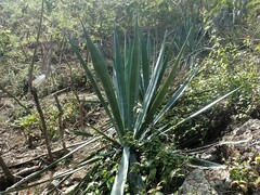 Agave sisalana