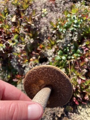 Leccinum versipelle