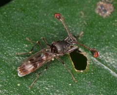 Diasemopsis obstans