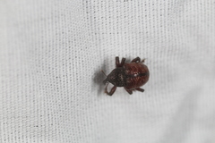 Chalcodermus collaris