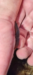 Lepadogaster lepadogaster