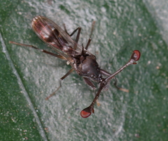 Diasemopsis obstans