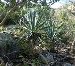 Agave sisalana