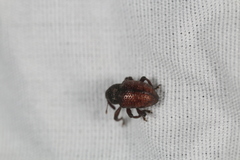 Chalcodermus collaris