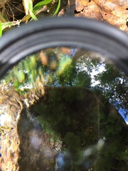 Apopellia endiviifolia