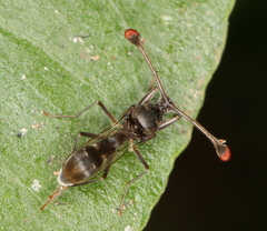 Diasemopsis obstans