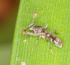 Diasemopsis obstans