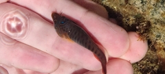 Lepadogaster lepadogaster