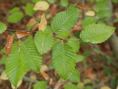 Carpinus