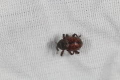 Chalcodermus collaris
