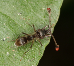 Diasemopsis obstans