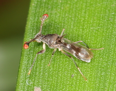 Diasemopsis obstans